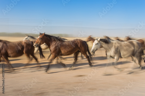 Fototapeta Naklejka Na Ścianę i Meble -  Horses Motion Blur herded into the corral. 