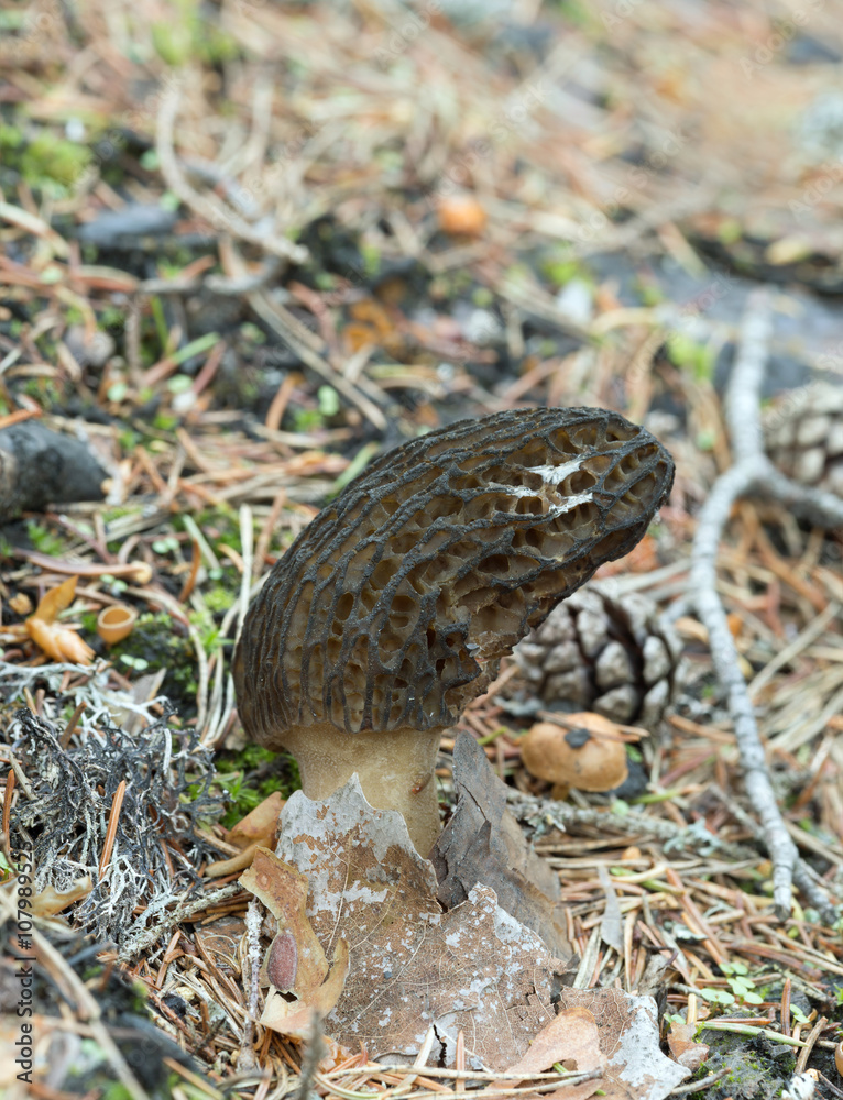 Obraz premium Morel mushroom