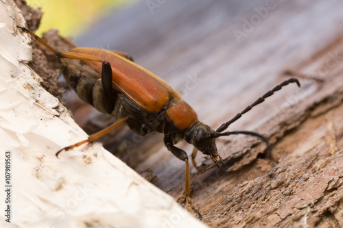 Female red-brown longhorn beetle, Stictoleptura rubra on wood