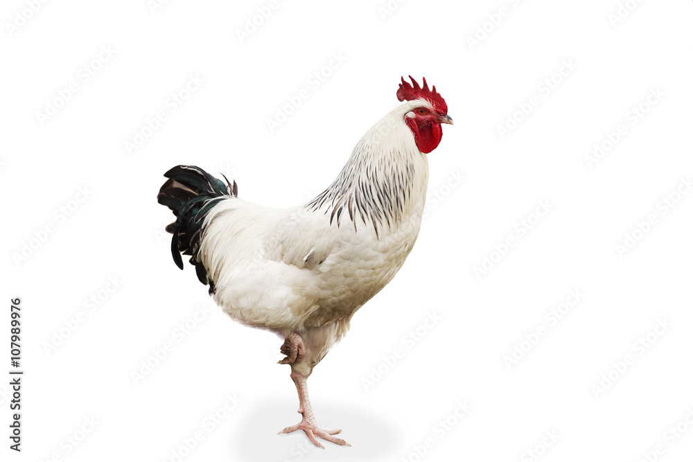 Fototapeta premium Cock