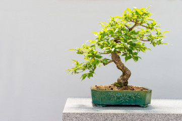 Acrylglasbilder Bonsai Kurilen-Kirschbaum als blühender Bonsai  © mbruxelle