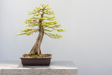 Acrylglasbilder Bonsai Sumpfzypresse als kunstvoller Bonsai  © mbruxelle