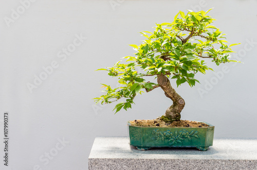 Kurile cherry tree bonsai