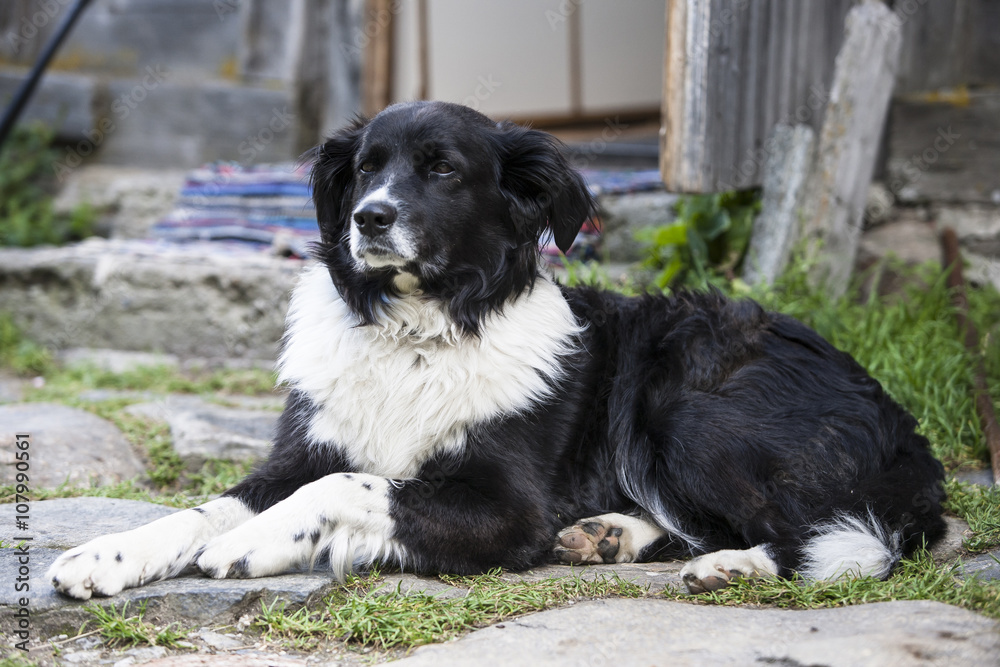Black and white spotted shepherd dog. Black and white spotted shepherd dog.