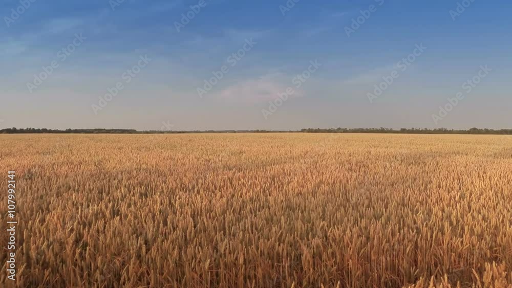 Aerial shot: Takeoff and Flying Over Wheat Field
Aerial shot: Takeoff and Flying Over Wheat Field