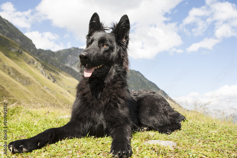 Black German Shepherd Dog.