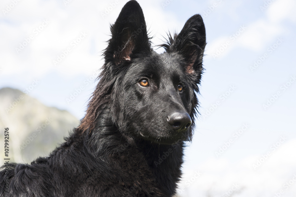 Black German Shepherd Dog.