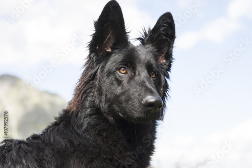 Black German Shepherd Dog.