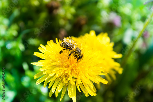 Worker bee on the yelow flower