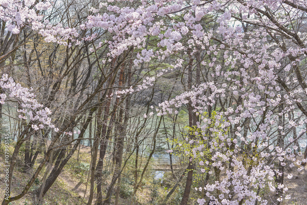 春景色桜模様 春景色桜模様