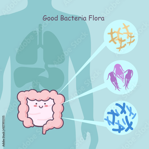  intestine with good bacteria flora