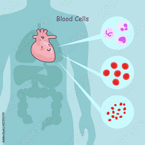 heart with blood cells photo