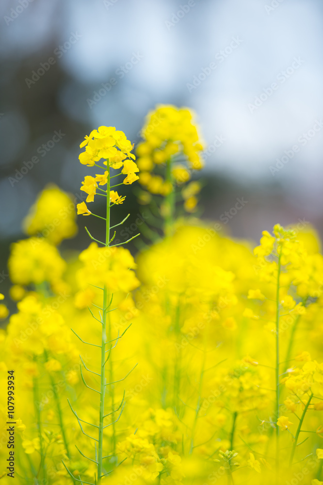 菜の花 菜の花