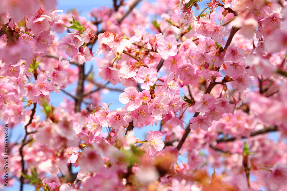 Pink cherry blossoms in full bloom Pink cherry blossoms in full bloom