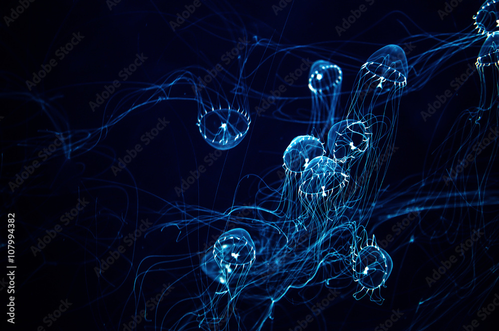 Fototapeta premium Świecić w ciemnej meduzy