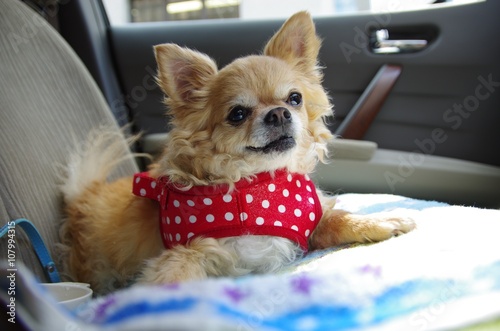 チワワ　車内で写真を撮ってみた　モデルはプリン２