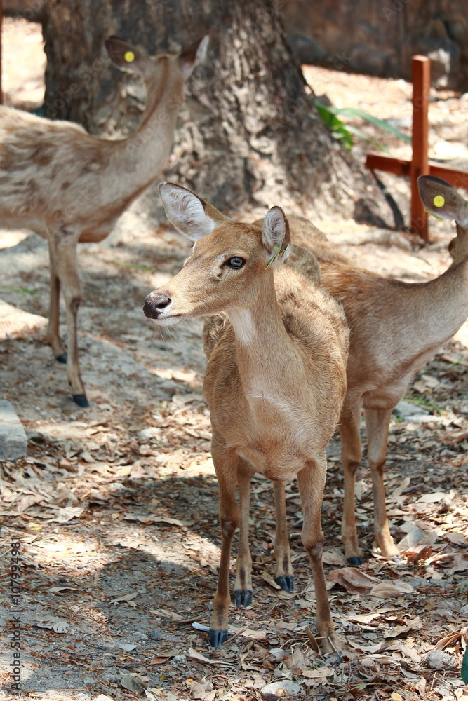 Beware of the Barking Deer Beware of the Barking Deer