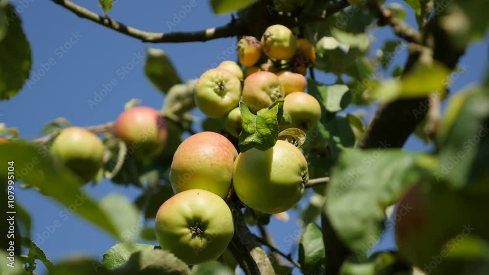 Tilt on red and green organic apple tree branch 4K 2160p UltraHD footage - Tilting on Against two color apple fruit 4K 3840X2160 UHD video Tilt on red and green organic apple tree branch 4K 2160p UltraHD footage - Tilting on Against two color apple fruit 4K 3840X2160 UHD video