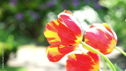 red tulip　風に揺れるチューリップ