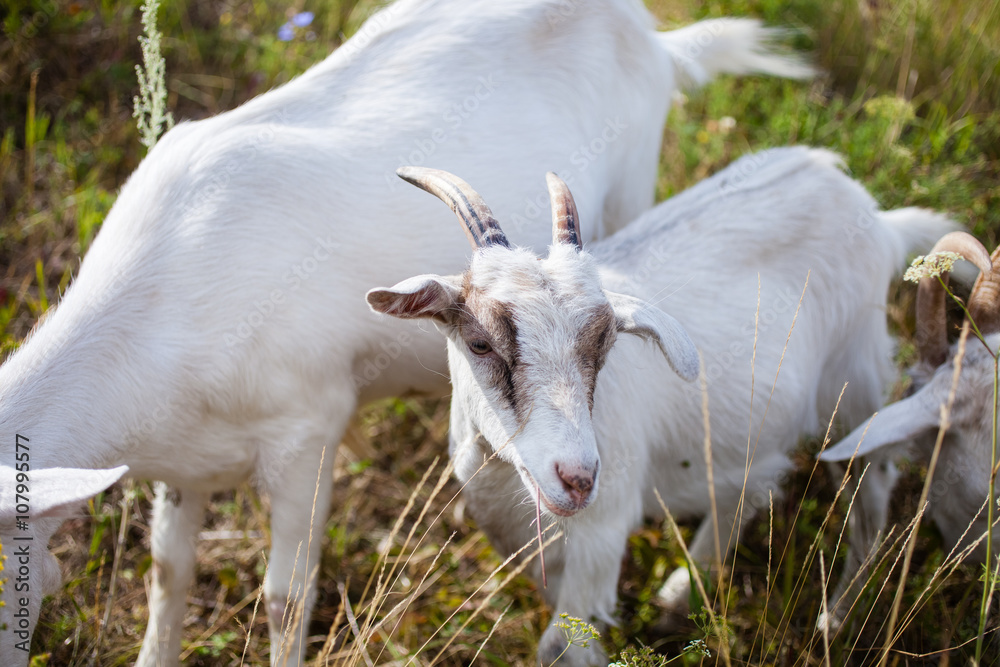 Fototapeta premium goats in the summer on walk, selective focus