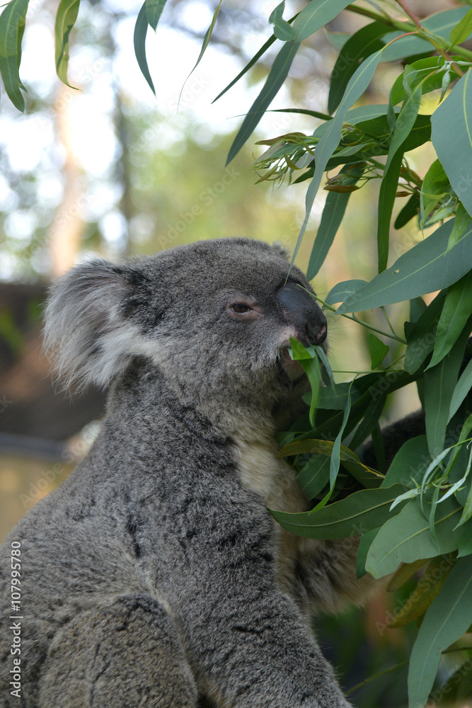 Obraz premium Koala Eating Eucalyptus Leaves