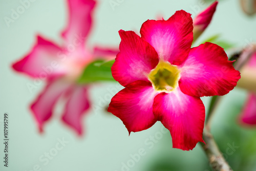 Dark pink desert rose blooming