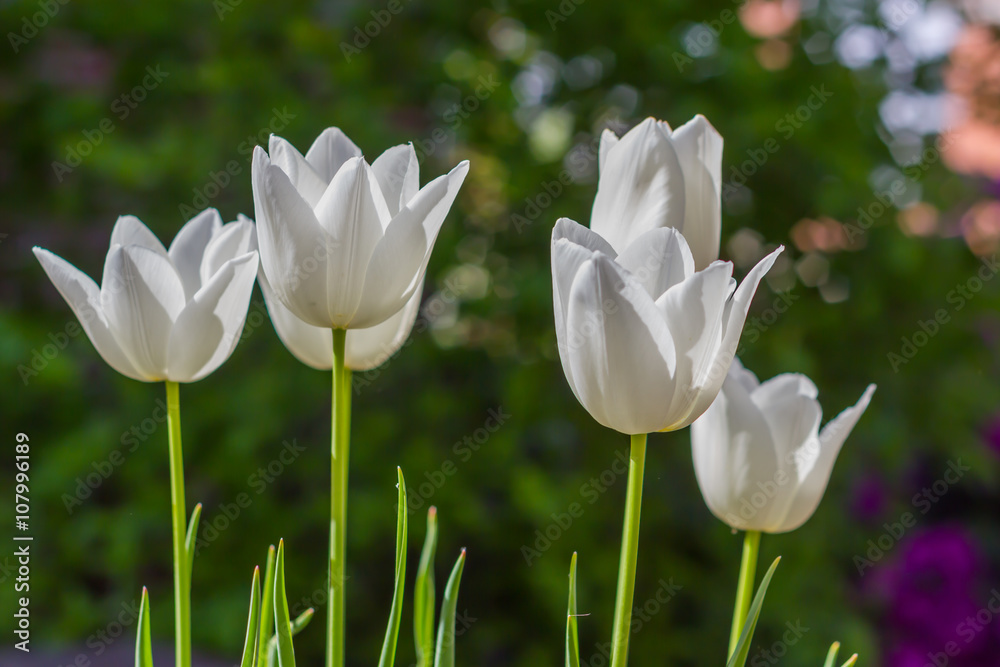 White tulips White tulips