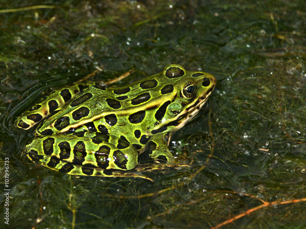 Northern Leopard Frog Wisconsin Wildlife Northern Leopard Frog Wisconsin Wildlife