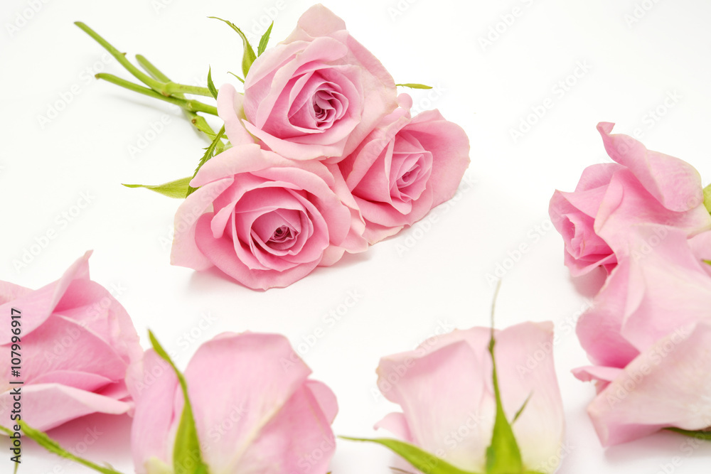 Obraz premium Pink roses
