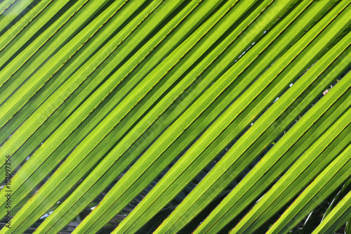 Closeup texture and detail of nipa palm foliage