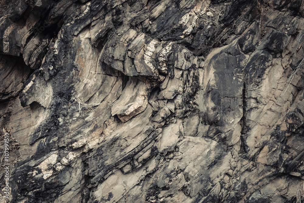 Fototapeta premium The Petrified Wood Texture Background,