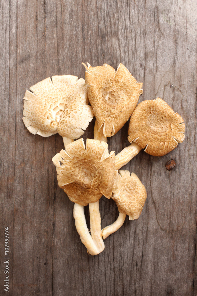 Fototapeta premium Mushroom