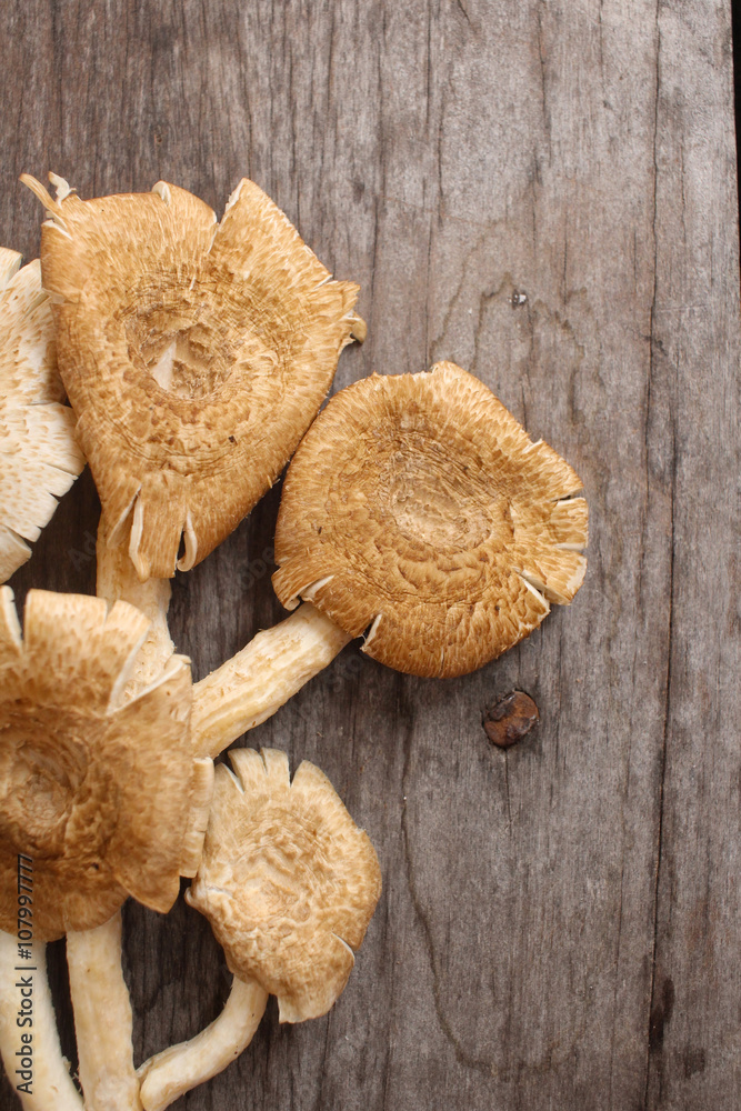 Mushroom Mushroom