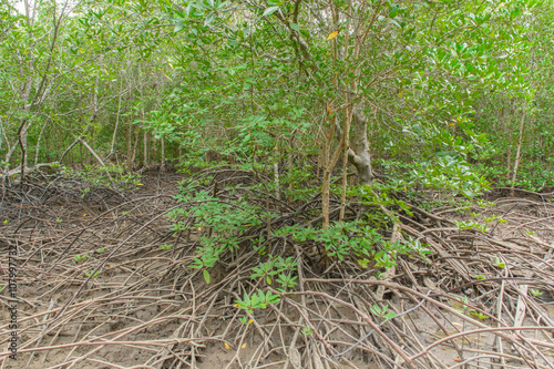 Several of mangrove trees showing root in the forrest
