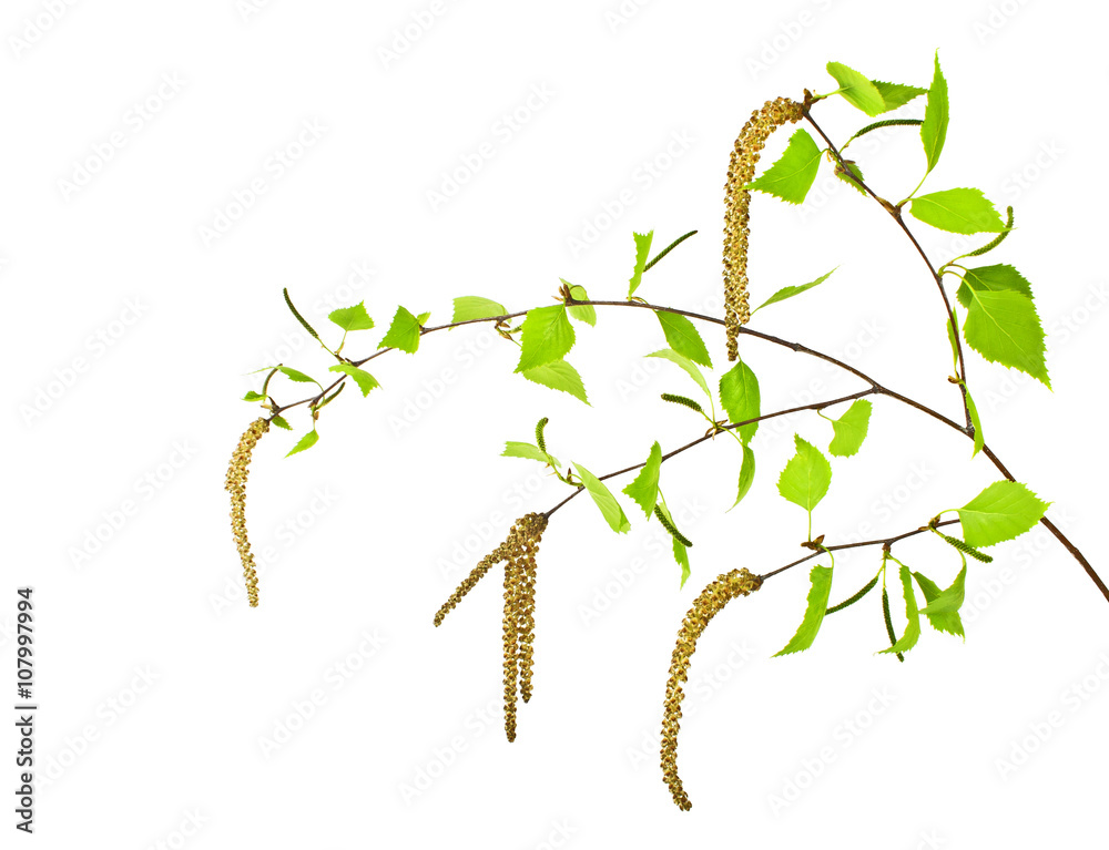 Fototapeta premium Spring, young birch branch on a white background