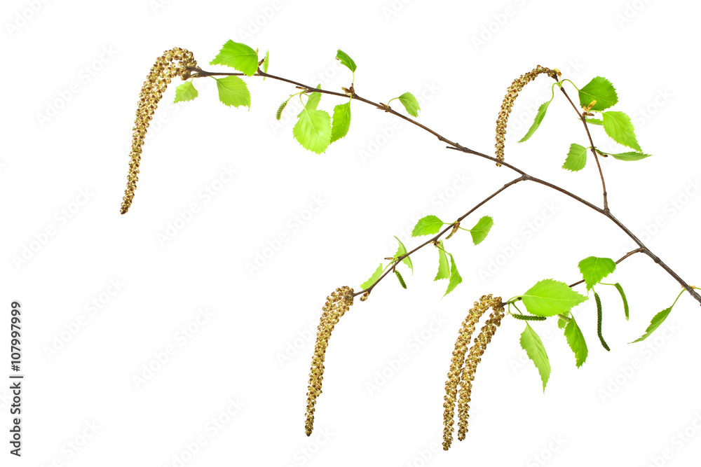 Fototapeta premium Spring, young birch branch on a white background