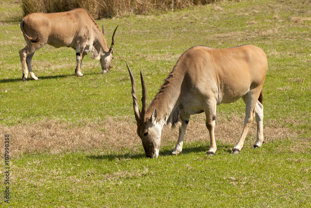 Common Eland (Taurotragus oryx) is the largest of the African antelope species.