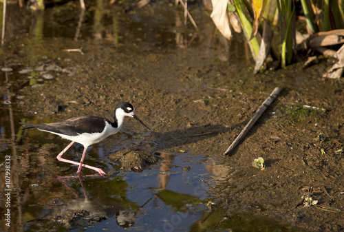 Black-necked Stilt (Himantopus mexicanus) is a shorebird feed ing in the wetlands.