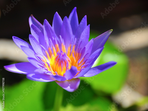 Purple flower lotus