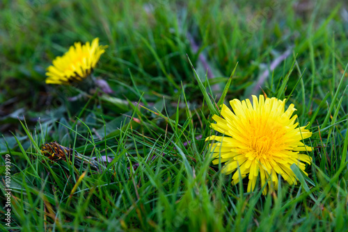 Garden weeds, dandelion in the spring grass
 photo