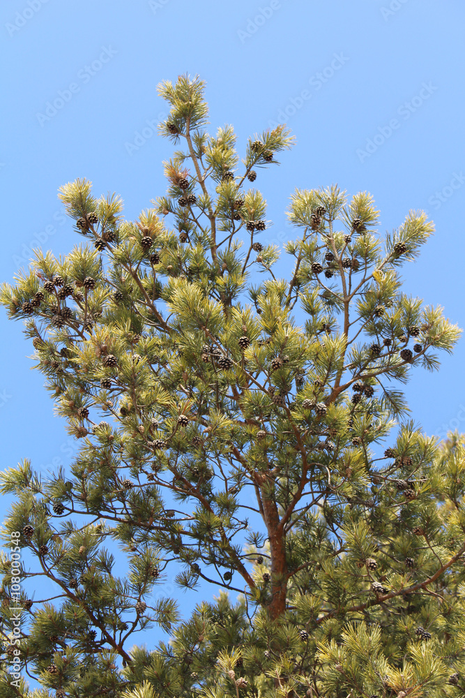 Green fir branches on background of blue sky Green fir branches on background of blue sky