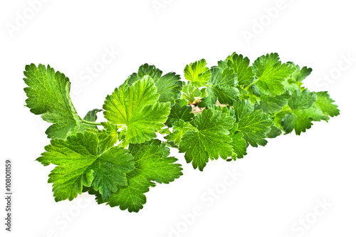 Currant leaves isolated on white background