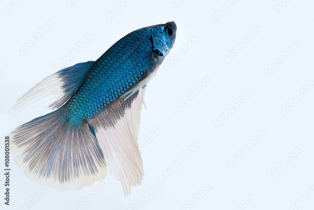 Fototapeta premium Siamese fighting fish