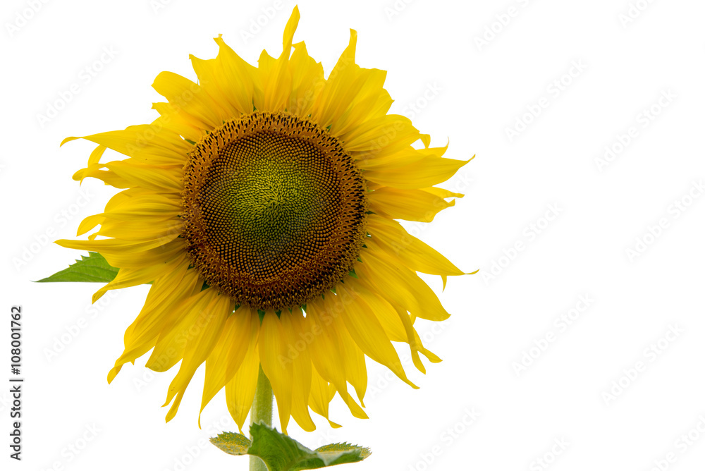 Obraz premium Sunflower