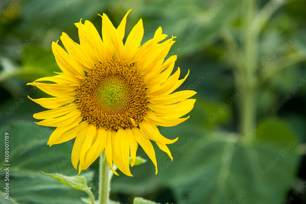 Sunflower Sunflower