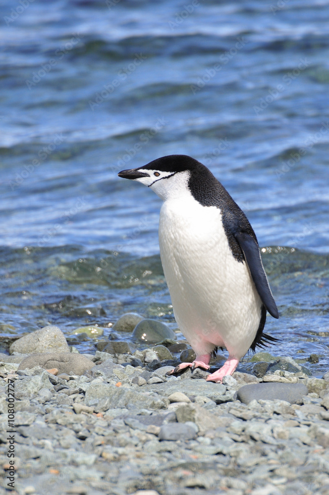 Naklejka premium Penguin Chinstrap