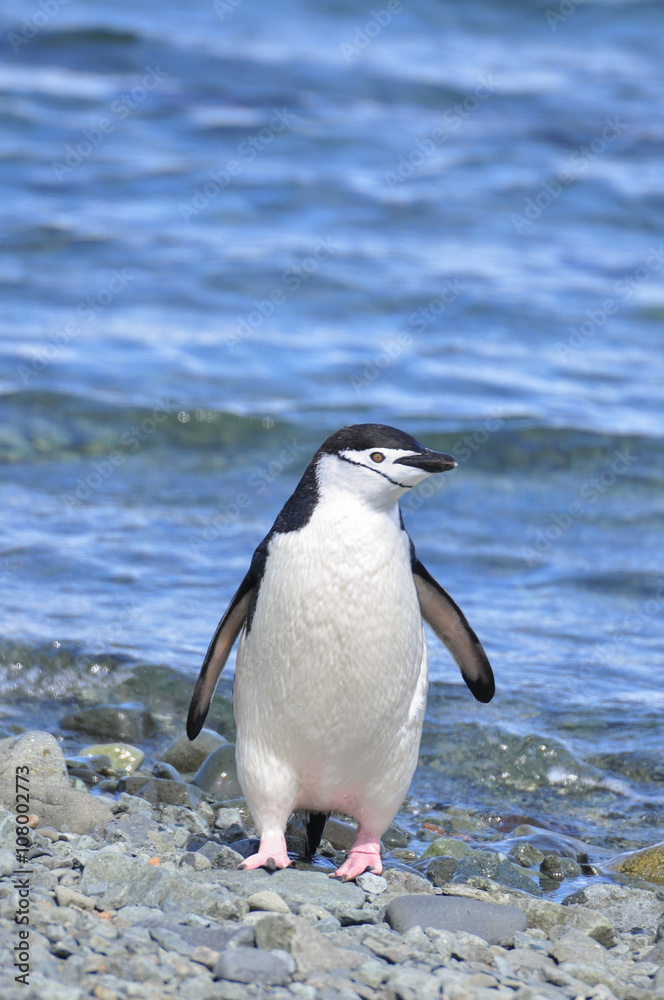 Fototapeta premium Penguin Chinstrap