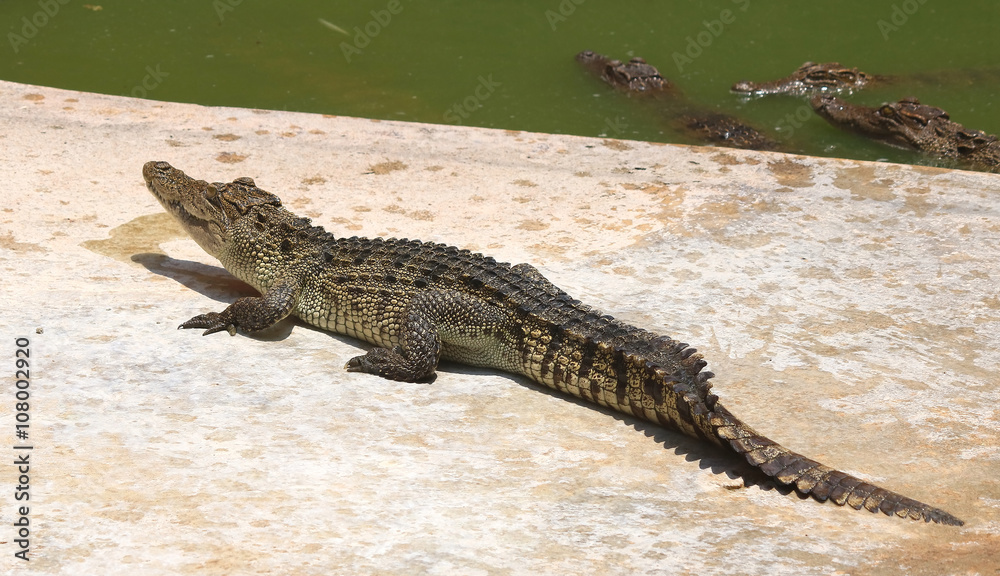 Naklejka premium Crocodiles Resting at Crocodile Farm in Thailand