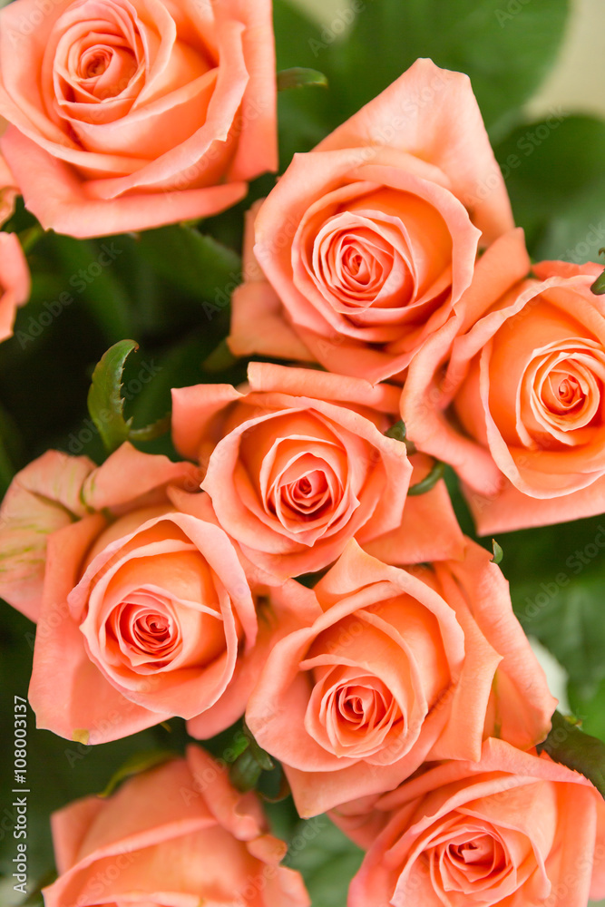 Eight orange roses in green Eight orange roses in green