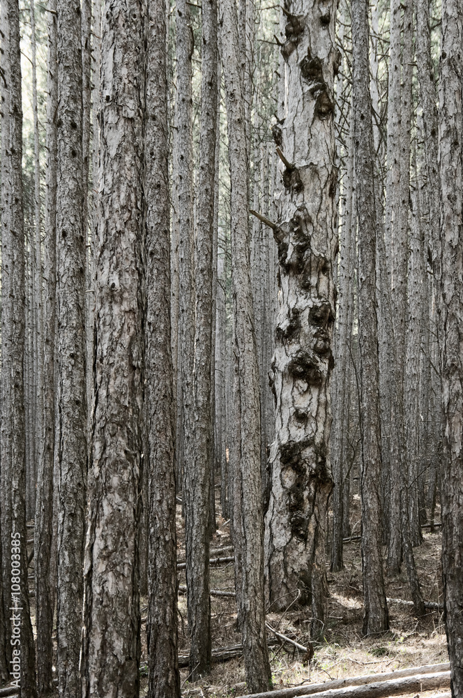 Obraz premium Dense pine forest